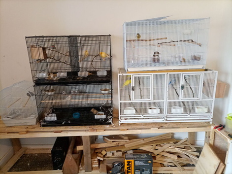 Seeking cock canary