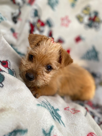 Jack Russell/Yorkshire terrier puppy&rsquo;s