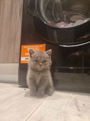Pure Bsh kittens