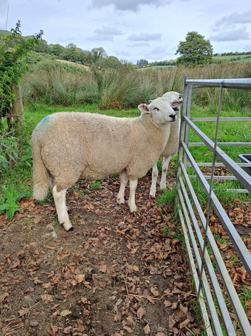 Lleyn Young Tups