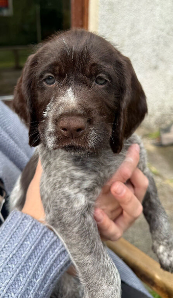 Beautiful sprointer pups price from &pound;650each!!