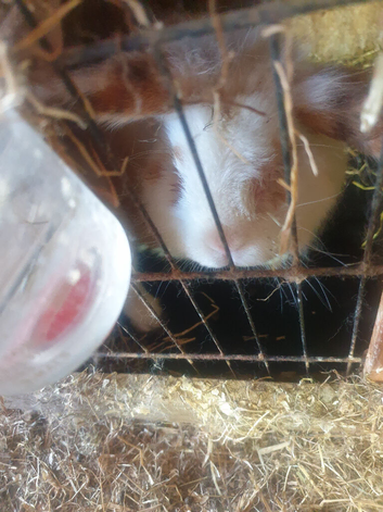 2 boy lion head  rabbits