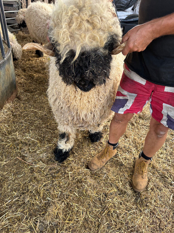 Stunning Merlin Shearling Ram for sale