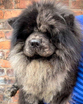 Chow chow stud
