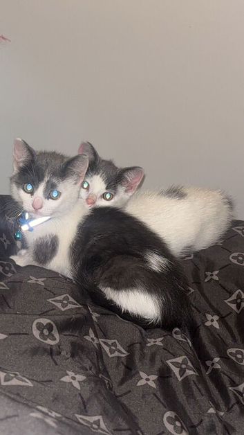 2 male kittens