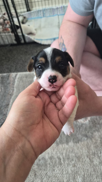 Stunning litter of jack russell puppies
