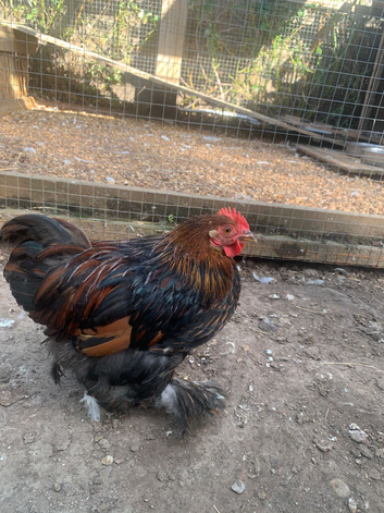 2 Pekin Cockerel chickens