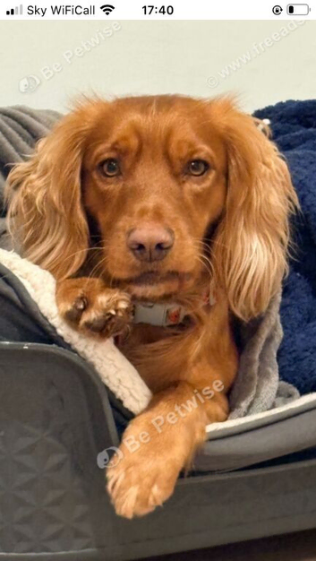 Cocker spaniel for stud