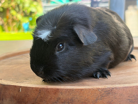 Baby boy Guineapigs available now
