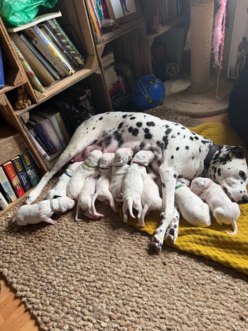 KC reg Dalmatian puppies