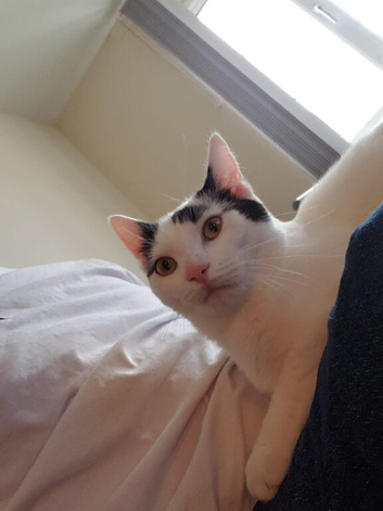 2 cats. 1 y/o and all accessories