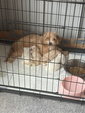 A stunning little of maltipoo pups
