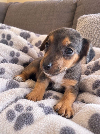 Jack russell puppies