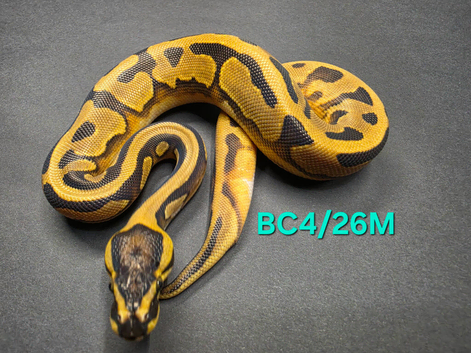 Low white enchi pied 100%het clown