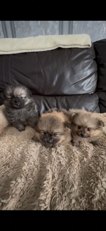 Gorgeous Pomeranian puppies for sale