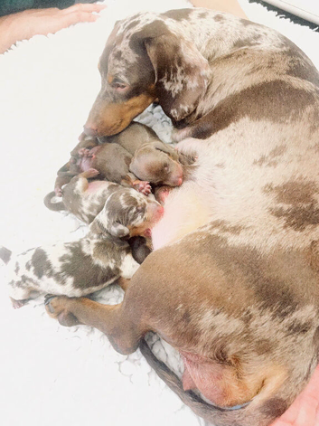 Dachshund puppies