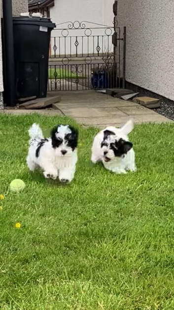 Havanese Maltese mix puppie