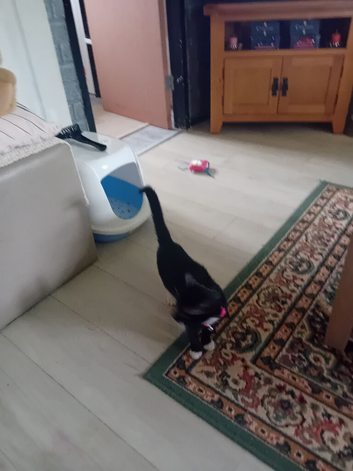 9. Week old kitten.  Female for sale.