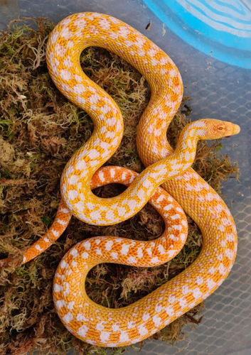 San Diego Gopher snakes. Adult Breeding Albino San Diego Gopher Snakes
