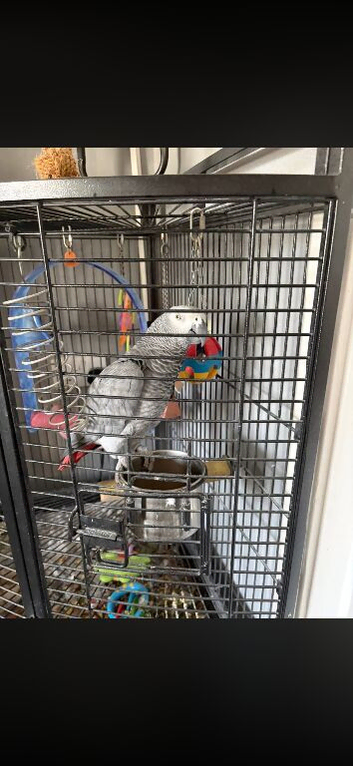 African Gray parrot