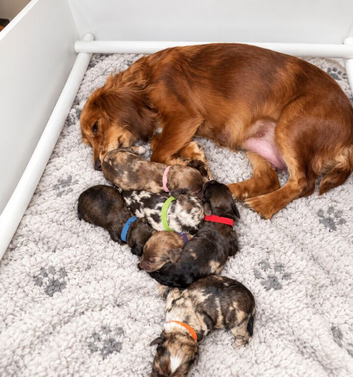F1 Merle Cockapoo Puppies