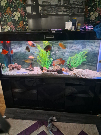 Tropical fish with or without 7ft tank