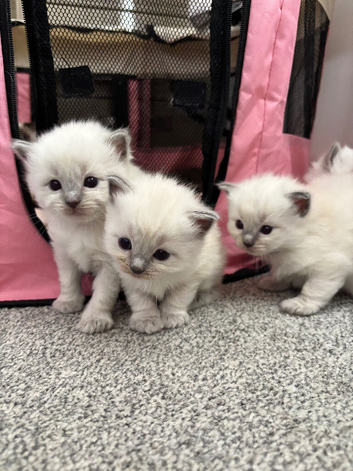 Pure ragdoll kittens
