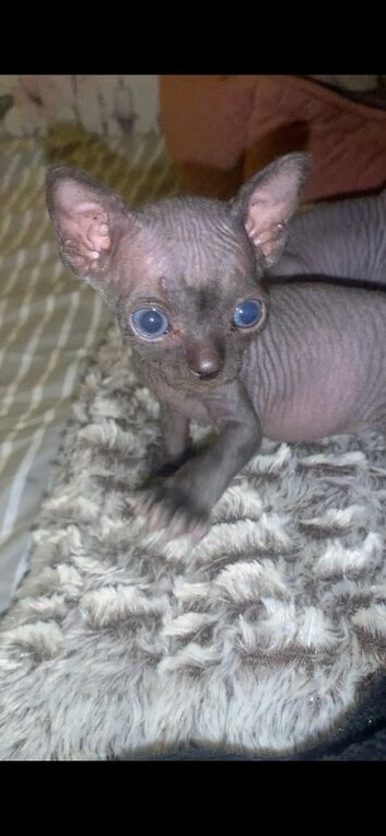 Sphynx kittens