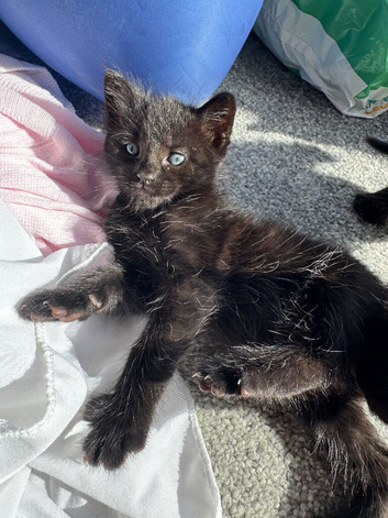 Kittens