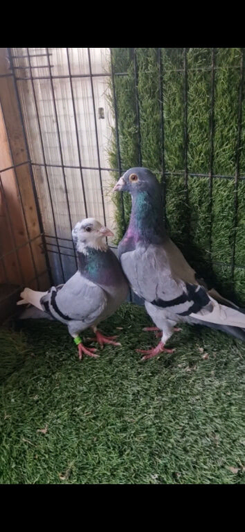 Racing pigeons