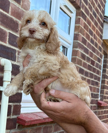 F1 Cockerpoo puppies ready to leave