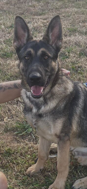 German shepherd 8 month MALE