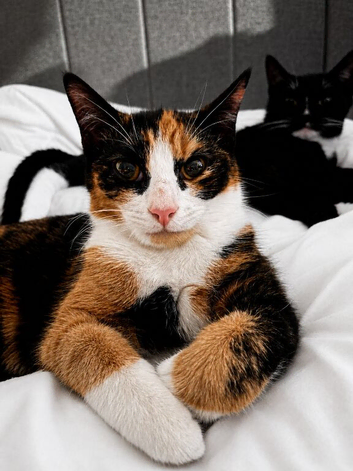 2 6 month old kittens for sale