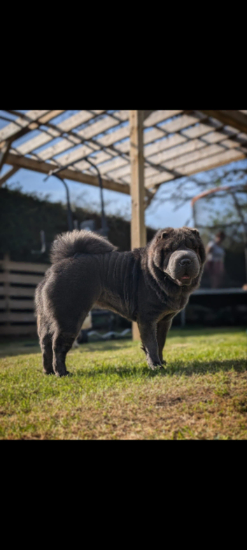 WANTED Bear Coat Shar Pei Stud WANTED