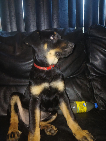 Shepweiler pups