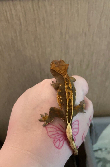 Crested gecko 6 months old