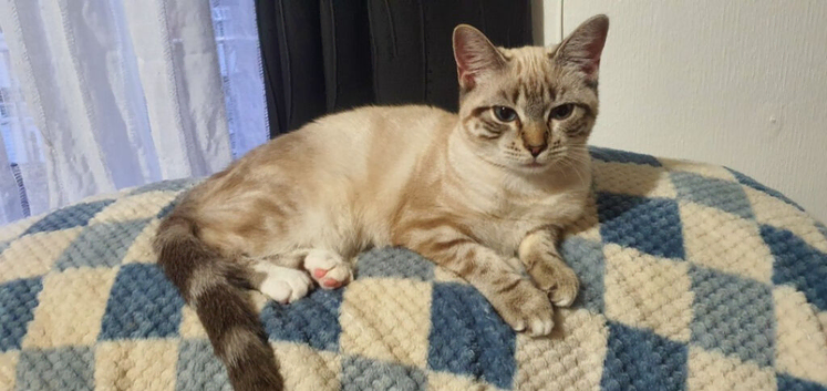 Ragdoll kitten