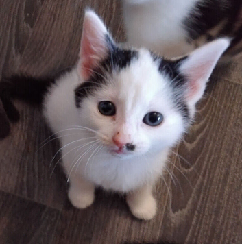 Kitten for sale &pound;80. Each
