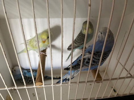 Baby budgies