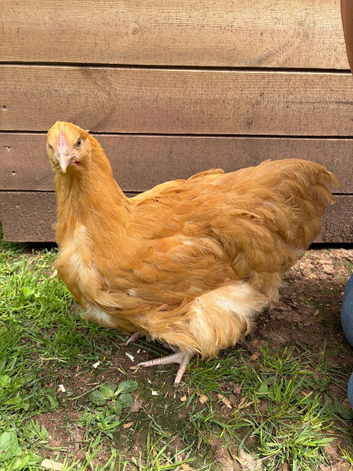 Buff Orpington POL