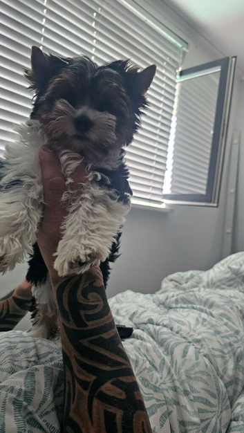 Yorkshire terrier girl - 12 weeks old