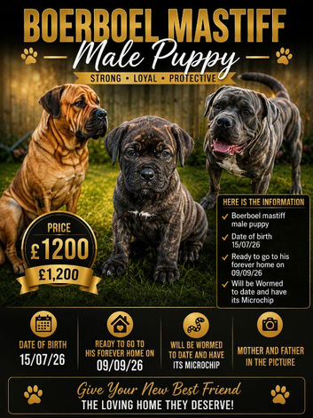 Boerboel mastiff male puppy