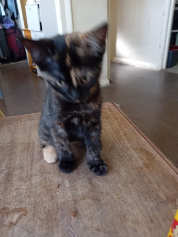 Kitten 4 sale