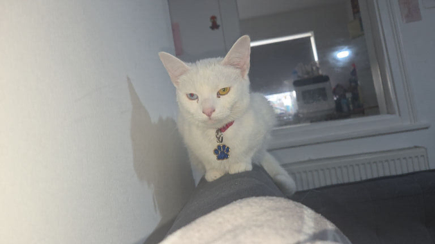 Female Turkish angora