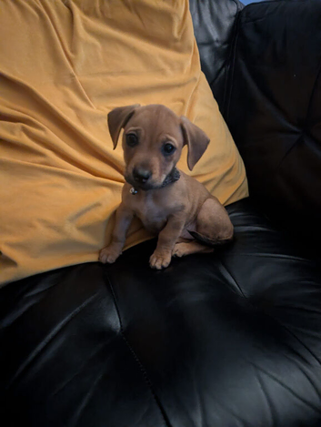 Breed: Crossbreed / Mixed breed Cross: French Bulldog &times; Dachshund Informal name: Frenchie Weenie
