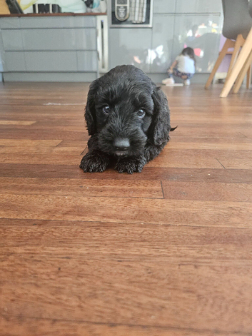 2 female cockapoos puppies for sale