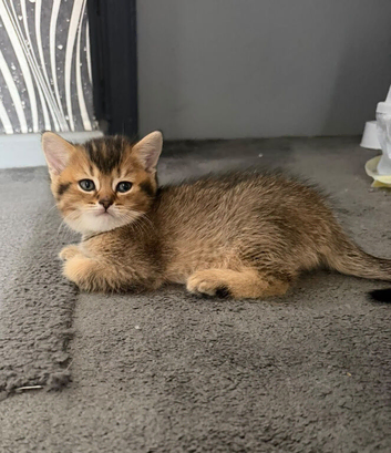 British Semi Haired Kittens