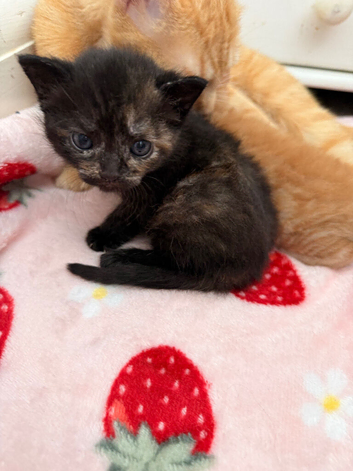 Beautiful home reared kittens .
