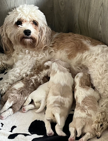 Beautiful cavachon puppies