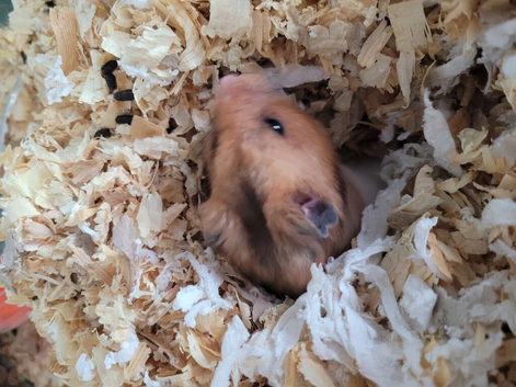 Frendy hamster